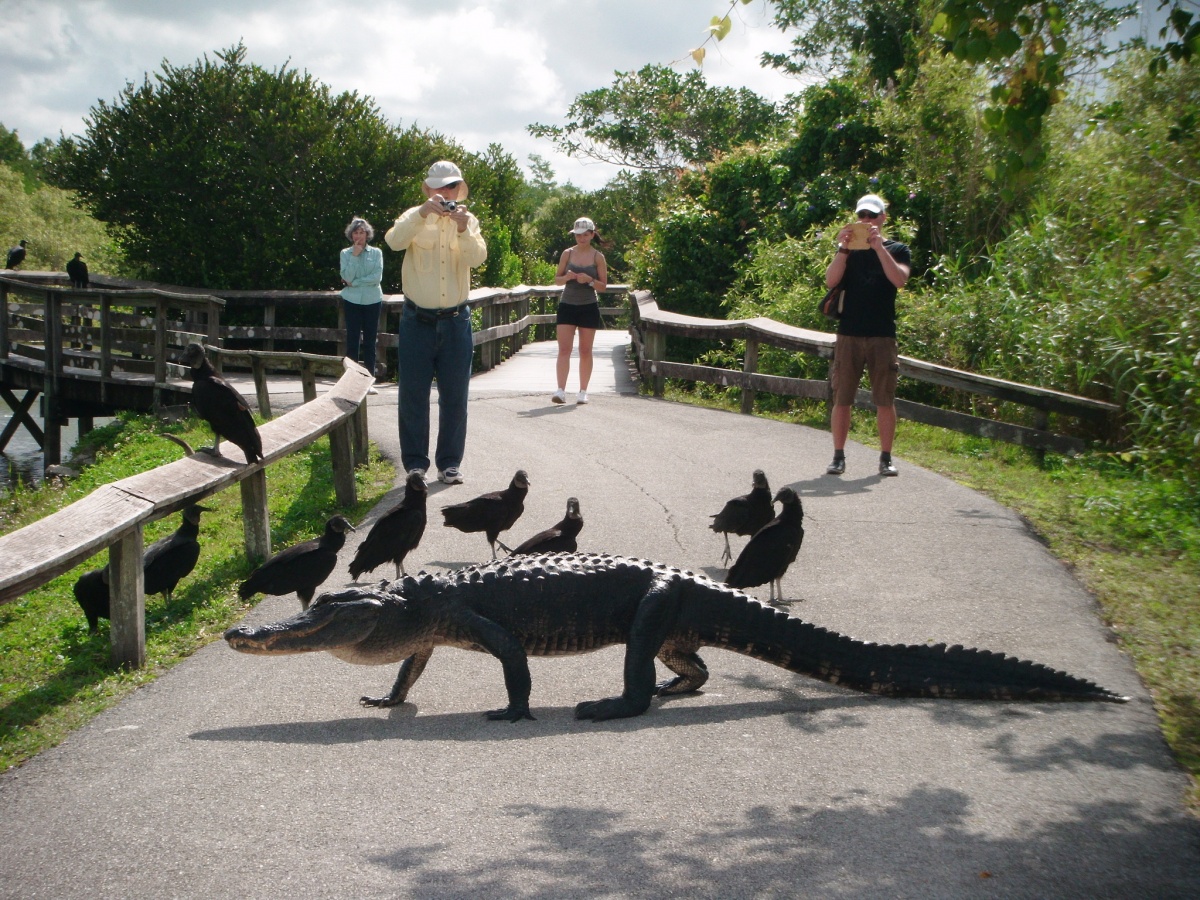 miami-tours-everglades-12-.jpg