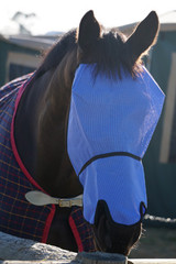 Flyveils By Design Extended Nose Fly Masks