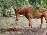 If all else fails... buy a horse (or at least ride one!)