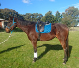 Waldhausen Esperia Saddle Pad & Horze Soft Pile Boots (aka Trigger's Modelling Debut!)