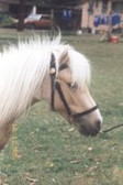 Miniature / Small Pony Lead-in Bridle