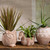 serrv burro terracotta planter alt 3 serrv burro terracotta planter alt 3