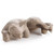 serrv peeping kitten