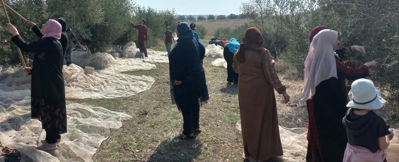 Harvesting olives from Galilean groves