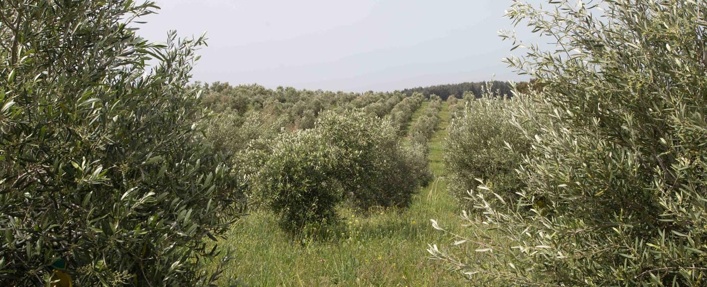 Creating award-winning olive oil from scratch