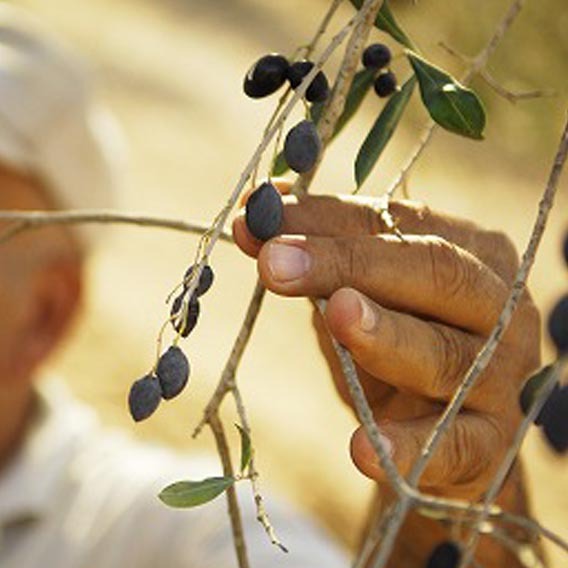 Delicious, award-winning olive oil