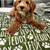 Custom Dog or Cat Name Blanket Custom Dog or Cat Name Blanket