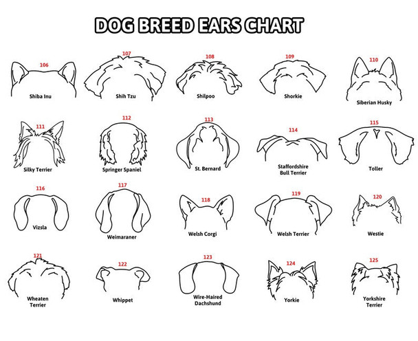 Personalized Dog Leash Holder For Organizing Pet Accessories