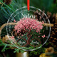 Personalized Sisters Ornament