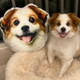 Personalized 3D Pet Pillow Custom Shape Pet Pillow Dog Pillow Cat Pillow Pet