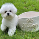 Personalized Pet Toy Basket,Cat Toy Organizer