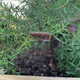 20, 40, 80 Packs of Copper Garden Markers  Labels  Oil Based Marker