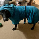 Personalized Dog Robe - Personalized Pet Towel