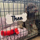 Personalized Crate Sign, Custom Dog Decor, Hanging Crate Sign, Custom Crate Sign, Dog Bone Sign