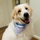 Embroidered Personalized Dog Bandana  Custom Tie On