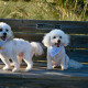 Embroidered Personalized Dog Bandana  Custom Tie On