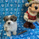 Custom Dog or Cat Name Blanket