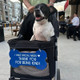 Sign for Special Needs Dogs Pet