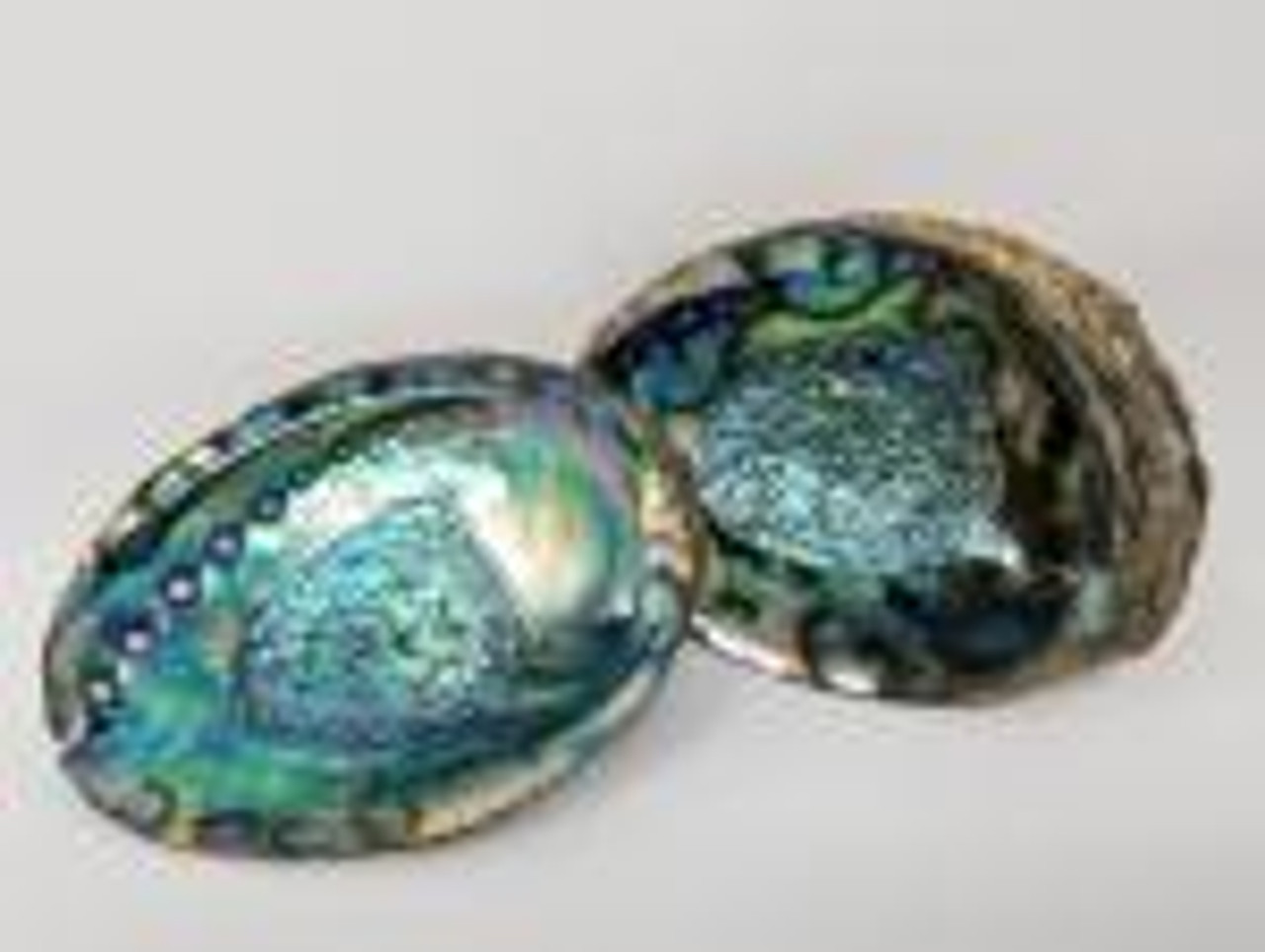 Beautiful Abalone Shells 7-8"