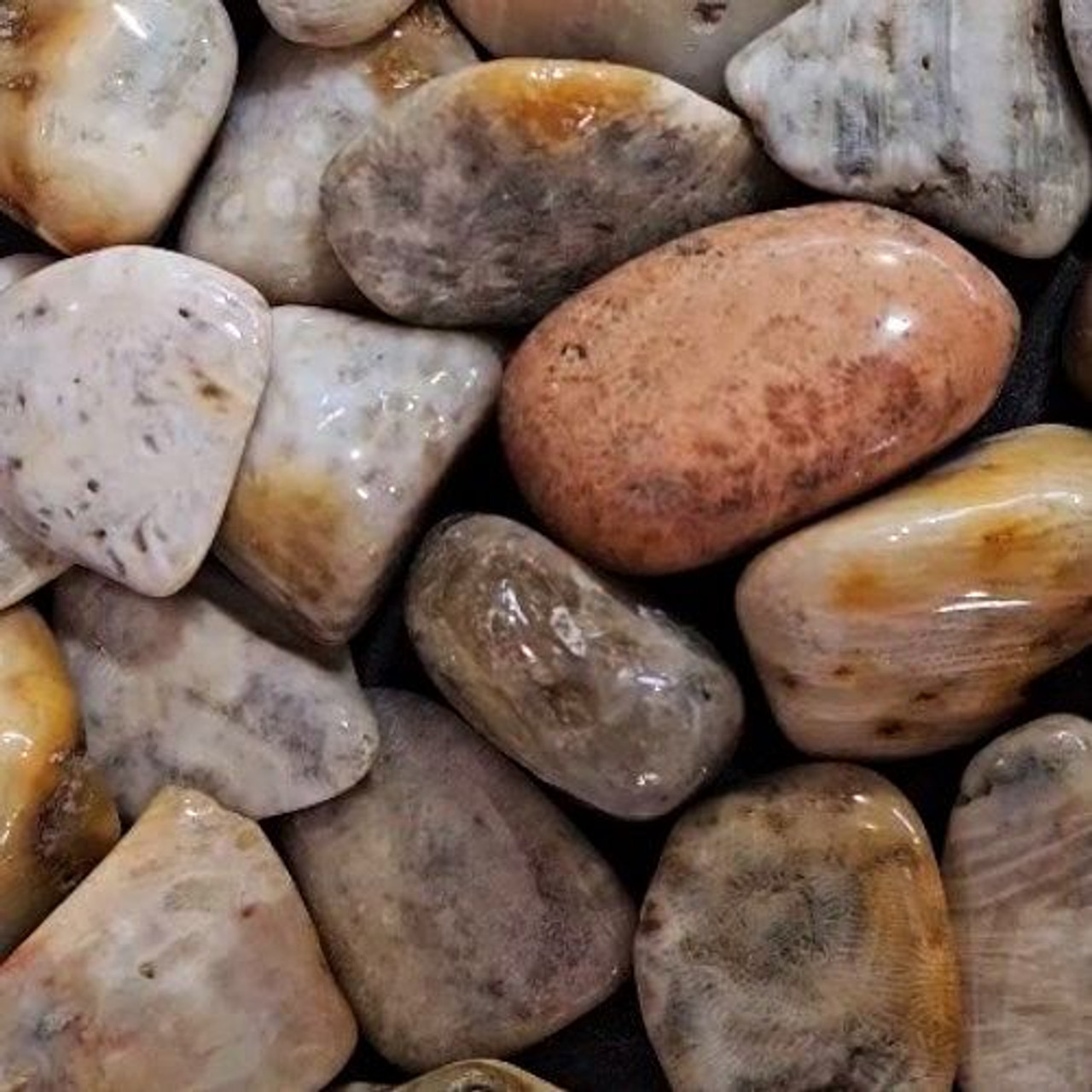 Coral Agatized Fossil Tumbled Stone  Lg 1"-2"