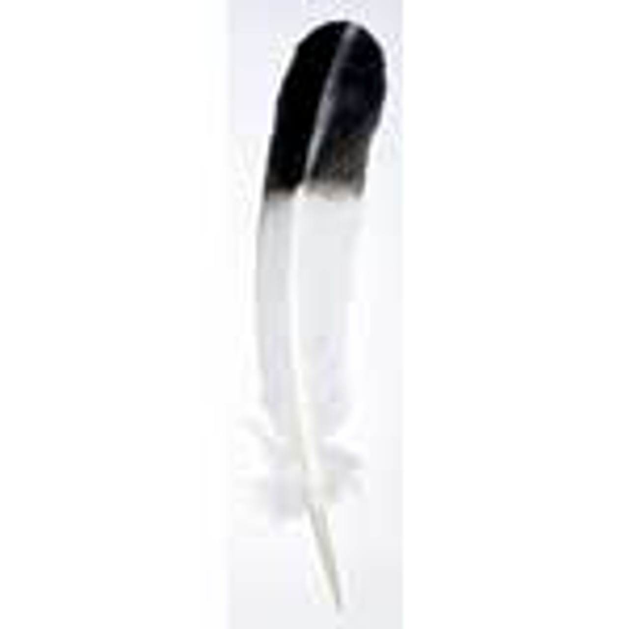 Feathers - Feather Eagle Like Black & White