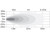 Buyers Products 1492130 4 Inch Wide Round LED Flood Light