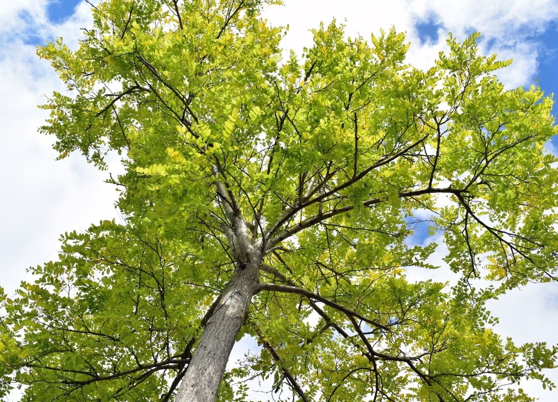 What’s in the Wood? The Ash Bat Has Staying Power