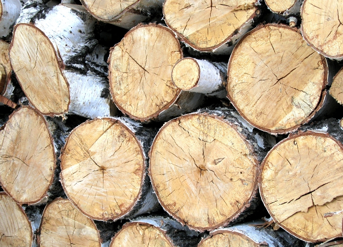 What’s in the Wood? The Birch Bat That Does It All