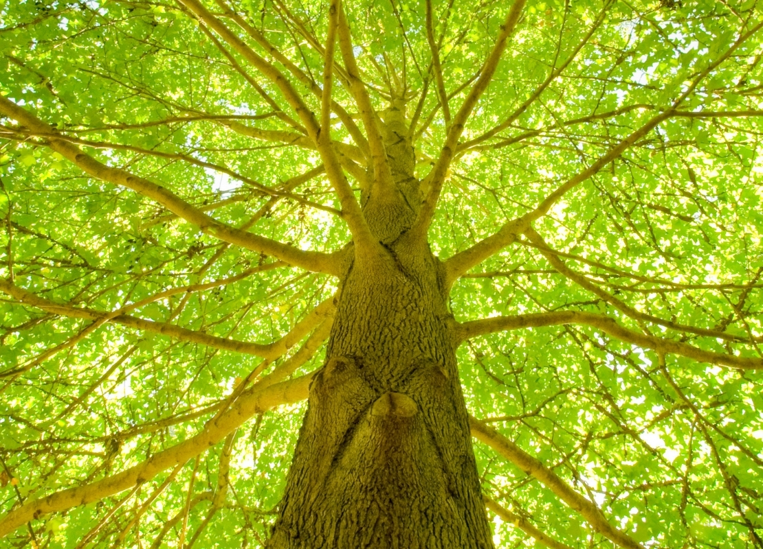 What’s in the Wood? How the Mighty Maple Bat Took Over