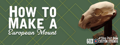 European Deer Skull Mount Ideas for an Awesome Trophy Display
