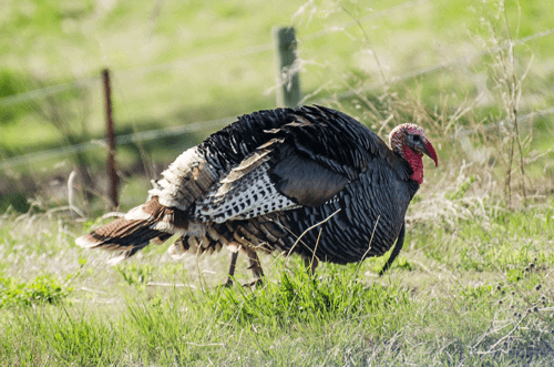 Bowhunting turkey hunt