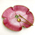 Carole Shiber Designs SculpTable Pansy Basket, Pink 