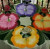 Carole Shiber Designs The Complete Pansy Table 