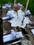 White/Silver Napkin Stems (Bouquet) Carole Shiber Designs, elegantly designed table setting with white napkins styled with blue napkin stems at a formal outdoor dinner. White/Silver Napkin Stems (Bouquet) Carole Shiber Designs, elegantly designed table setting with white napkins styled with blue napkin stems at a formal outdoor dinner.
