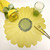 Gerber Daisy Placemat, Yellow Carole Shiber Designs, yellow flower-shaped placemat with a green center, placed on a white surface with a green glass, a yellow cloth napkin decorated with a green ribbon, and gold-colored cutlery.