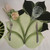 Add a Hosta Leaf Placemat - Mint Carole Shiber Designs, a green leaf-shaped placemat with detailed veining, displayed on a white surface with tableware and glassware.