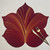Add a 5 Point Fountain Leaf - Burgundy Placemat Carole Shiber Designs, a decorative maroon placemat designed like a fountain leaf with golden vein details.