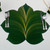 Carole Shiber Designs 7 Point Leaf - Pine/Gold and Bronze