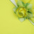 Add a Round Yellow with HoneyDew Trim Napkin Carole Shiber Designs, a decorative paper napkin featuring a yellow background with honeydew green trim and floral design.