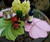 Carole Shiber Designs Buttercup Placemat - Pink