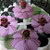 Carole Shiber Designs Buttercup Placemat - Pink