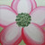 The Peony, a painting by Carole Shiber Designs, showcasing a pink peony flower with a green cluster of floral buds at its center.