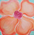 Sherbert Poppy, an abstract floral artwork by Carole Shiber Designs featuring a vibrant pink and orange poppy flower with a swirled pink center on a teal background.