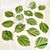 Carole Shiber Designs Little Minty Leaf Coasters, S/4