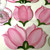Tulip Coaster, Set of 4 Hand-painted in Pink, designed by Carole Shiber, featuring pink tulip floral motifs with green sepals. Tulip Coaster, Set of 4 Hand-painted in Pink, designed by Carole Shiber, featuring pink tulip floral motifs with green sepals.