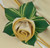 Diane Wheat with Gold Trim Napkin, decorative napkin with gold trim folded into a rose shape on a green and white variegated leaf, designed by Carole Shiber