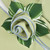 HoneyDew with Light Blue Trim Napkin Carole Shiber Designs, decorative napkin with a light blue border arranged in a rose shape on green and white fabric.