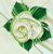Ivory with HoneyDew Trim Napkin, neatly folded with elegant floral design and green foliage in the background.