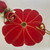 Popping Red Poppy, LIMITED EDITION Carole Shiber Designs, artfully crafted from paper with golden accents and a decorative gold spoon.