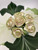 Classic Leafy Greens, Set of 6 Placemats into Center-Pieces Carole Shiber Designs, featuring cream and green fabric roses with swirling green outlines. Classic Leafy Greens, Set of 6 Placemats into Center-Pieces Carole Shiber Designs, featuring cream and green fabric roses with swirling green outlines.